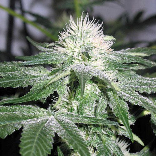 Auto NL - FEMALE SEEDS | TanieSianie.pl