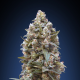 00 Kush - 00 SEEDS BANK | TanieSianie.pl