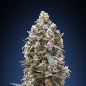 00 Kush - 00 SEEDS BANK | TanieSianie.pl
