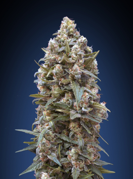 00 Kush - 00 SEEDS BANK | TanieSianie.pl