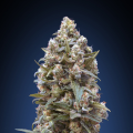 00 Kush - 00 SEEDS BANK