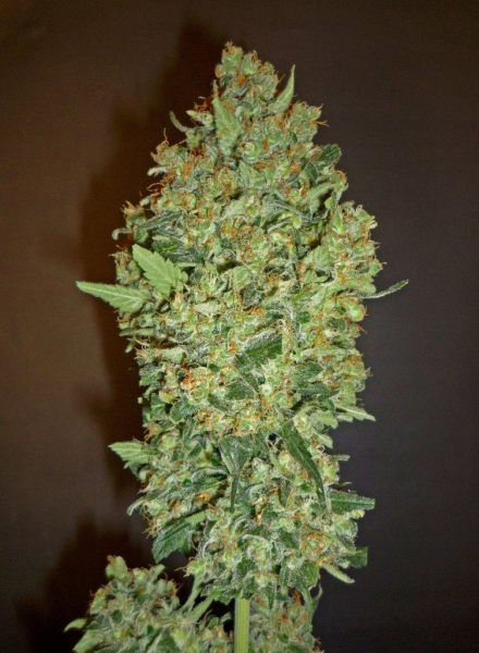 Cheese Berry - 00 SEEDS BANK | TanieSianie.pl