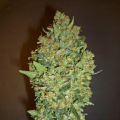 Cheese Berry - 00 SEEDS BANK