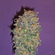 Chocolate Kush - 00 SEEDS BANK | TanieSianie.pl