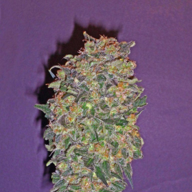Chocolate Kush - 00 SEEDS BANK | TanieSianie.pl