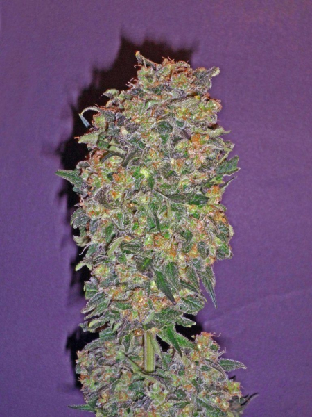 Chocolate Kush - 00 SEEDS BANK | TanieSianie.pl