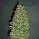 Chocolate Skunk - 00 SEEDS BANK | TanieSianie.pl