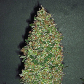 Chocolate Skunk - 00 SEEDS BANK | TanieSianie.pl