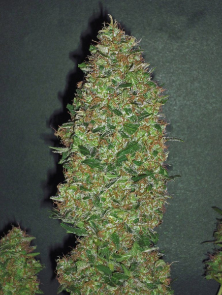 Chocolate Skunk - 00 SEEDS BANK | TanieSianie.pl