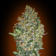 Feminized Collection #1 - 00 SEEDS BANK | TanieSianie.pl