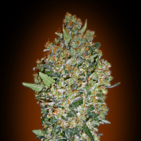 Feminized Collection #1 - 00 SEEDS BANK | TanieSianie.pl