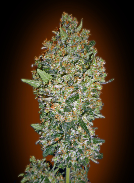 Feminized Collection #1 - 00 SEEDS BANK | TanieSianie.pl