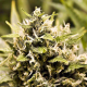 BubbleGummer - FEMALE SEEDS | TanieSianie.pl