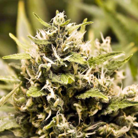 BubbleGummer - FEMALE SEEDS | TanieSianie.pl