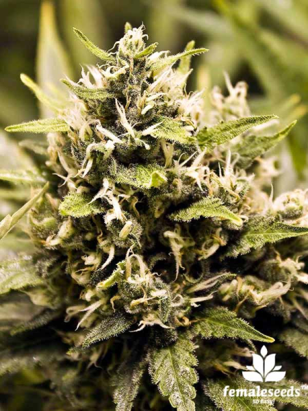 BubbleGummer - FEMALE SEEDS | TanieSianie.pl