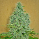 Auto Afghan Mass - 00 SEEDS BANK | TanieSianie.pl
