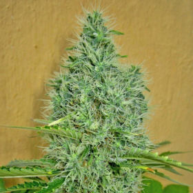 Auto Afghan Mass - 00 SEEDS BANK | TanieSianie.pl