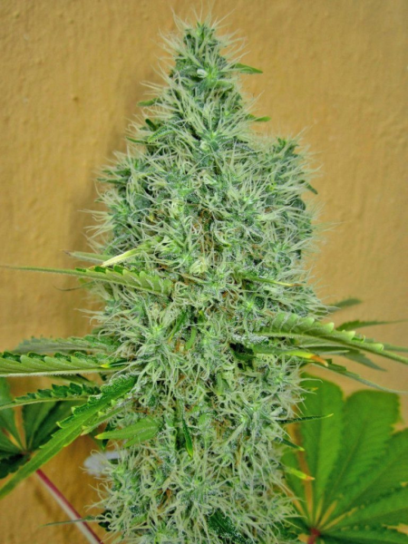 Auto Afghan Mass - 00 SEEDS BANK | TanieSianie.pl