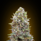 Auto Bubble Gum - 00 SEEDS BANK | TanieSianie.pl