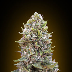 Auto Bubble Gum - 00 SEEDS BANK | TanieSianie.pl
