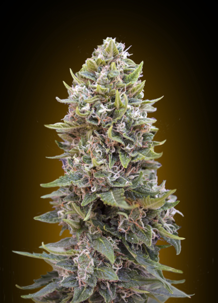 Auto Bubble Gum - 00 SEEDS BANK | TanieSianie.pl