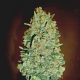 Auto Chocolate Skunk - 00 SEEDS BANK | TanieSianie.pl