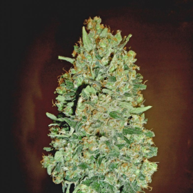 Auto Chocolate Skunk - 00 SEEDS BANK | TanieSianie.pl