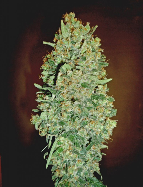 Auto Chocolate Skunk - 00 SEEDS BANK | TanieSianie.pl