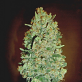 Auto Chocolate Skunk - 00 SEEDS BANK
