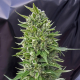 Auto Northern Lights - 00 SEEDS BANK | TanieSianie.pl