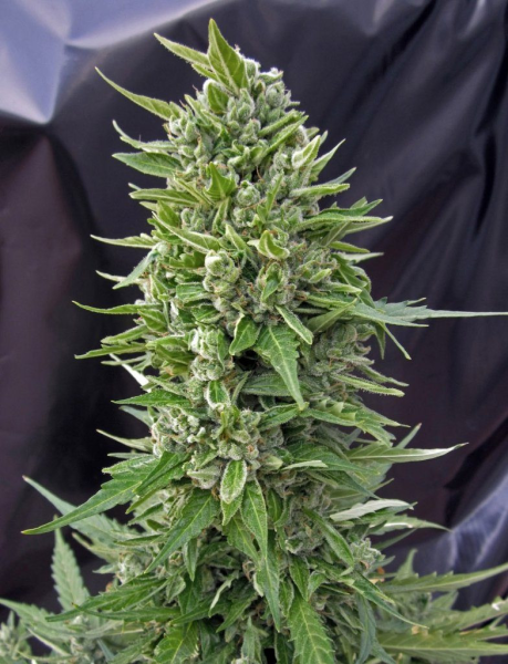 Auto Northern Lights - 00 SEEDS BANK | TanieSianie.pl