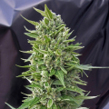 Auto Northern Lights - 00 SEEDS BANK