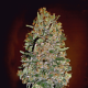 Automatik Collection #1 - 00 SEEDS BANK | TanieSianie.pl