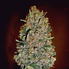 Automatik Collection #1 - 00 SEEDS BANK | TanieSianie.pl