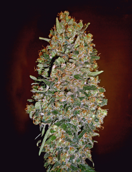 Automatik Collection #1 - 00 SEEDS BANK | TanieSianie.pl