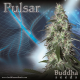 Pulsar - BUDDHA SEEDS | TanieSianie.pl