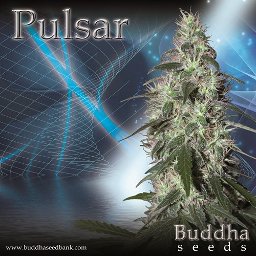 Pulsar - BUDDHA SEEDS | TanieSianie.pl