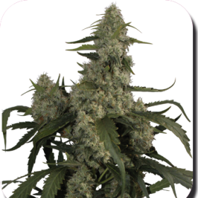 Quasar - BUDDHA SEEDS | TanieSianie.pl