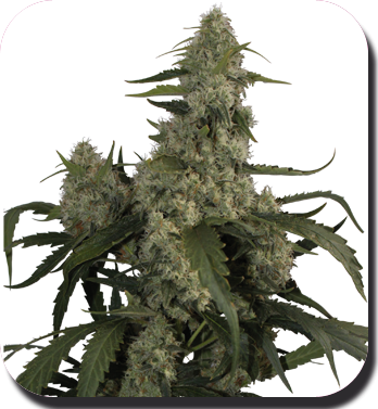 Quasar - BUDDHA SEEDS | TanieSianie.pl