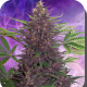 Buddha Purple Kush Auto - BUDDHA SEEDS | TanieSianie.pl