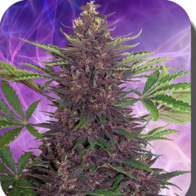 Buddha Purple Kush Auto - BUDDHA SEEDS | TanieSianie.pl