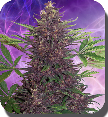 Buddha Purple Kush Auto - BUDDHA SEEDS | TanieSianie.pl