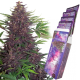 Buddha Purple Kush Auto - BUDDHA SEEDS | TanieSianie.pl