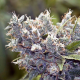 BubbleGummer - FEMALE SEEDS | TanieSianie.pl