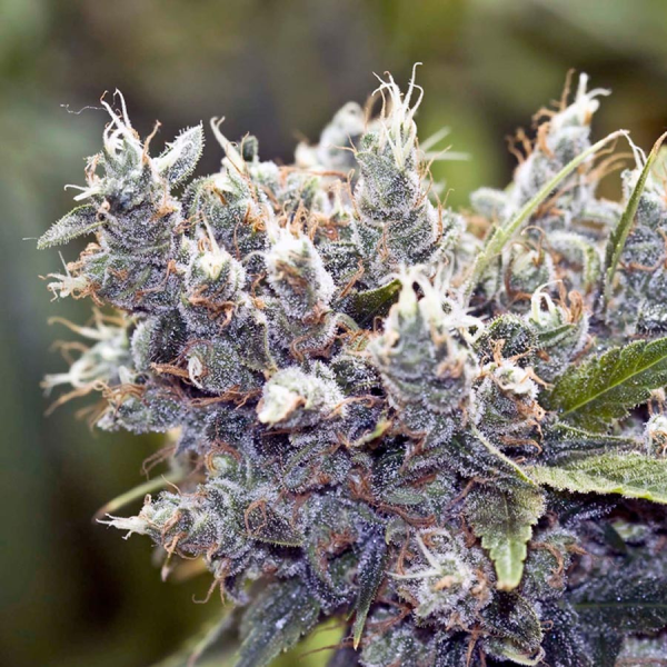BubbleGummer - FEMALE SEEDS | TanieSianie.pl