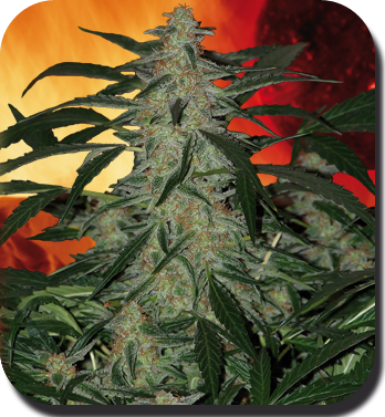 Deimos Auto - BUDDHA SEEDS | TanieSianie.pl