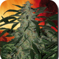 Deimos Auto - BUDDHA SEEDS