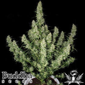 Magnum Auto - BUDDHA SEEDS | TanieSianie.pl