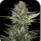 Red Dwarf Auto - BUDDHA SEEDS | TanieSianie.pl