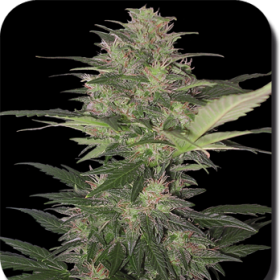 Red Dwarf Auto - BUDDHA SEEDS | TanieSianie.pl